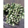 GLAD GR ROSETTE ROZE