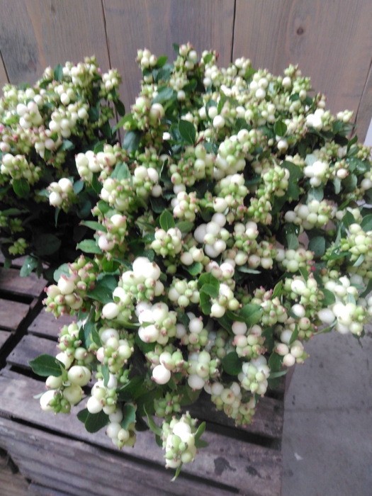 <h4>CHR S FABIANI WHITE</h4>