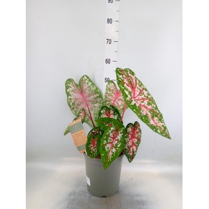 Caladium   ...