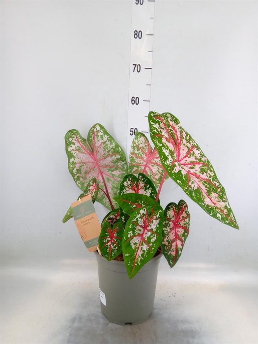 <h4>Caladium   ...</h4>