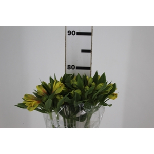 ALSTROEMERIA CARIBBEAN 080 CM