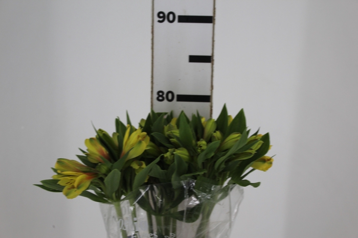 <h4>ALSTROEMERIA CARIBBEAN 080 CM</h4>