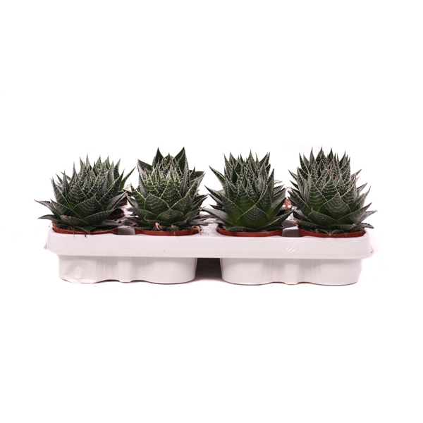 <h4>Aloe cosmo 8,5 cm</h4>