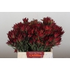 Leucadendron Blush Spray