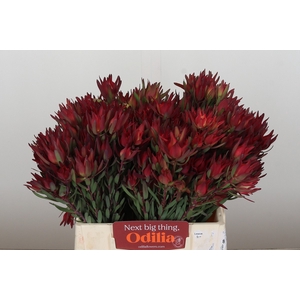 Leucadendron Blush Spray