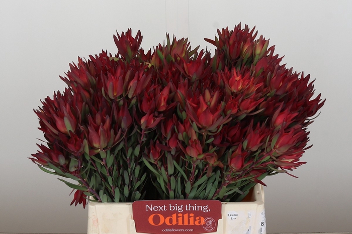 Leucadendron Blush Spray