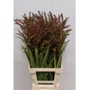 Crocosmia Klbl Met Bes