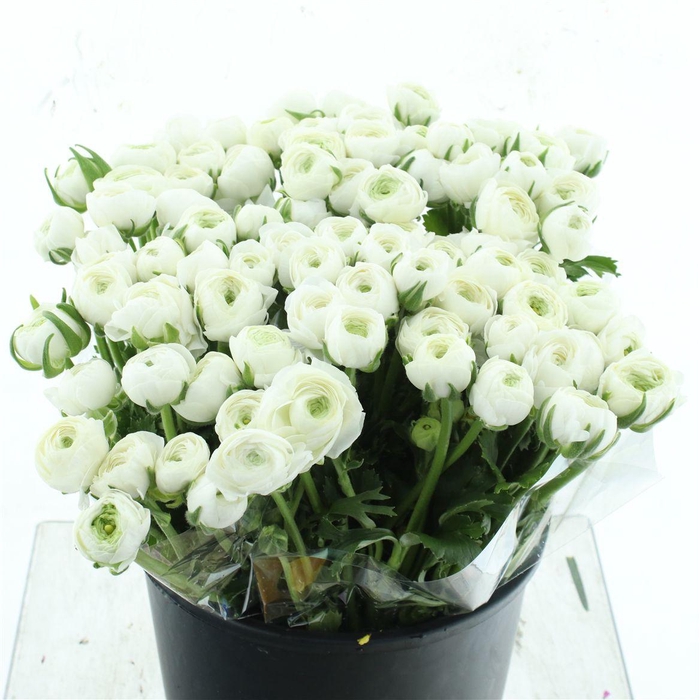 <h4>Ran El White Super</h4>