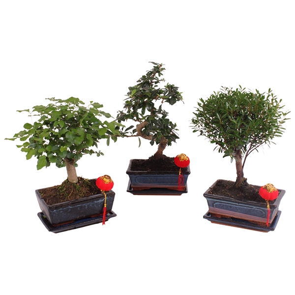 <h4>Bonsai Mixed in ø20cm Ceramic wirh Saucer Ball/S-Shape</h4>