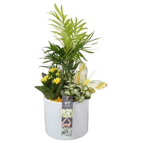 <h4>PTIB7452 Arrangementen kamerplanten</h4>