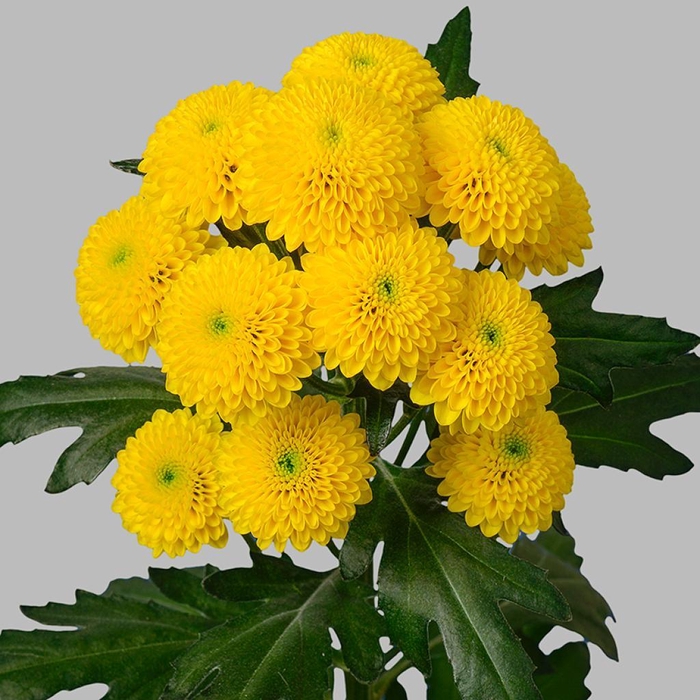 <h4>CHR SAN AURINKO</h4>