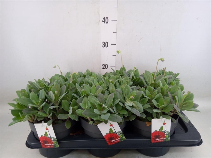 <h4>Senecio   ...</h4>