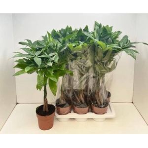 PACHIRA AQUATICA