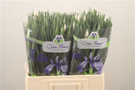 <h4>Iris Casablanca</h4>