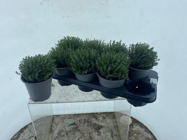 <h4>Thymus vulgaris</h4>
