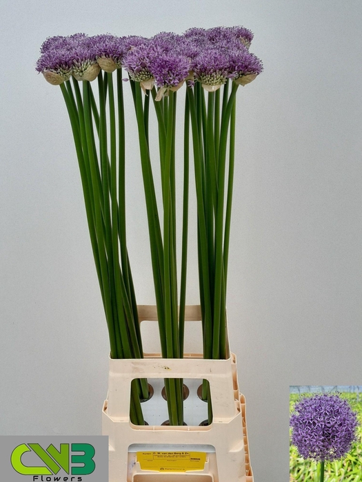 <h4>ALLIUM GLADIATOR</h4>