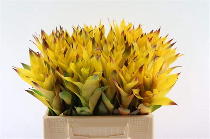 <h4>Bromelia Marjan</h4>