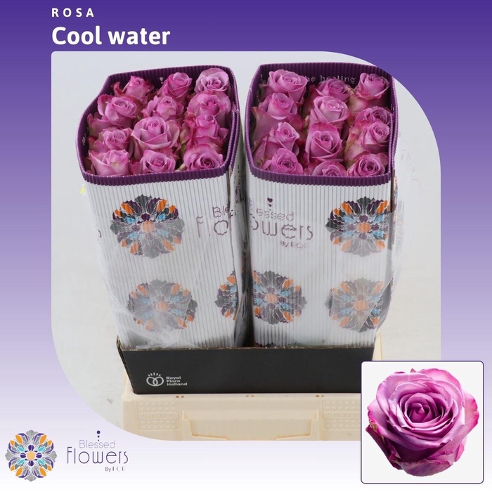 <h4>Rosa gr Cool Water!</h4>