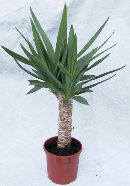 YUCCA ELEPHANTIPES