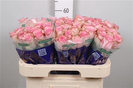 <h4>R Gr Paloma Steffi</h4>