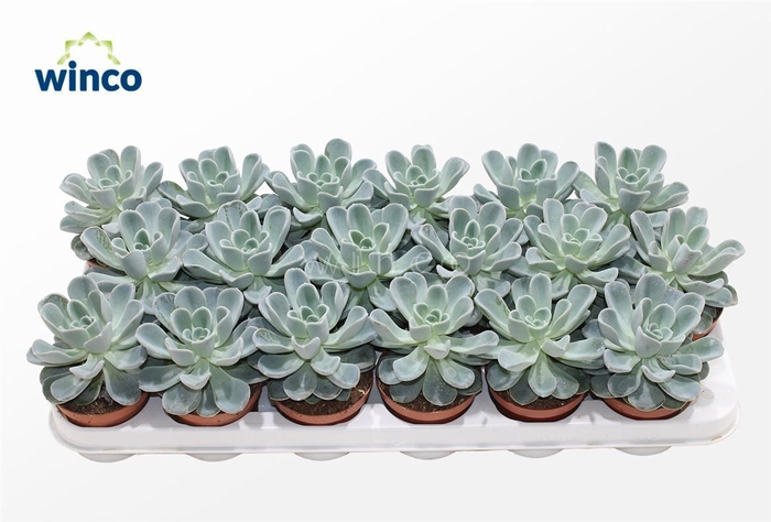 <h4>Echeveria Orpet</h4>