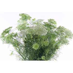 Ammi Visnaga Import Extra