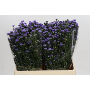 Aster Baby Blue