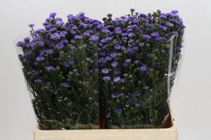Aster Baby Blue