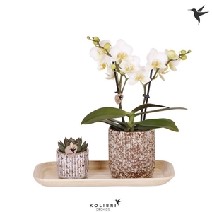 Arrangementen Kolibri H% keramiek GIFTSCOLONCO, Untamed Nature