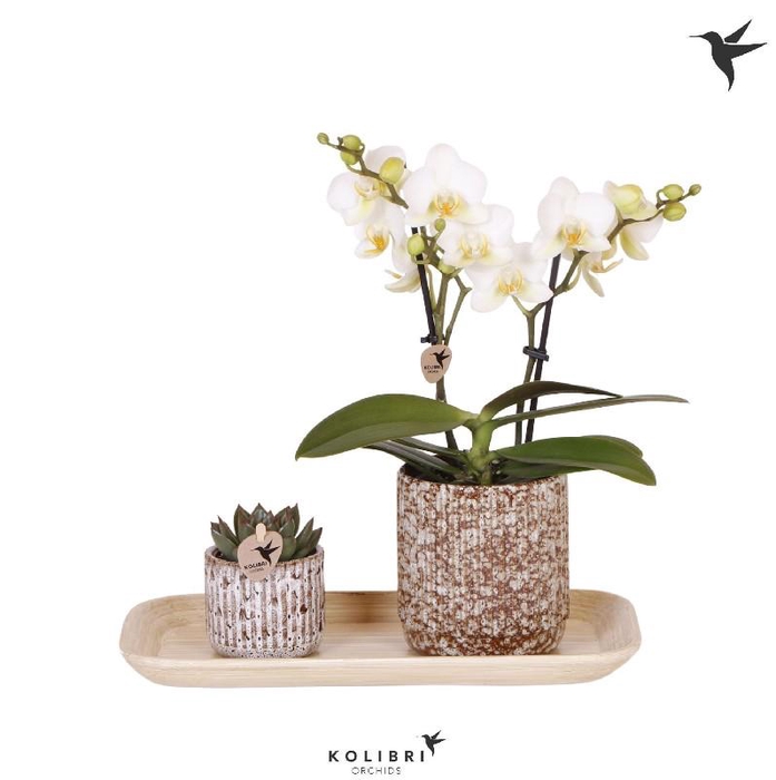 Arrangementen Kolibri H% keramiek GIFTSCOLONCO, Untamed Nature
