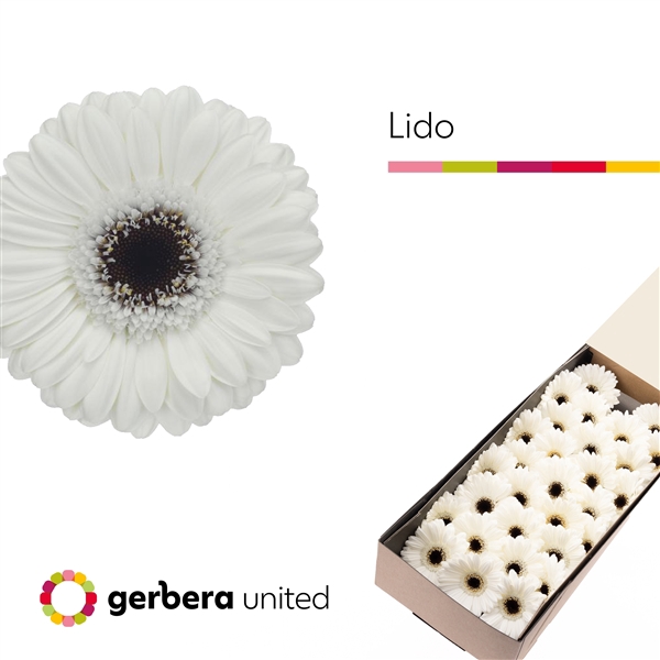 <h4>Ge Mi Lido Box United</h4>