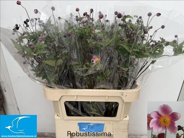 <h4>Anemone Pink</h4>