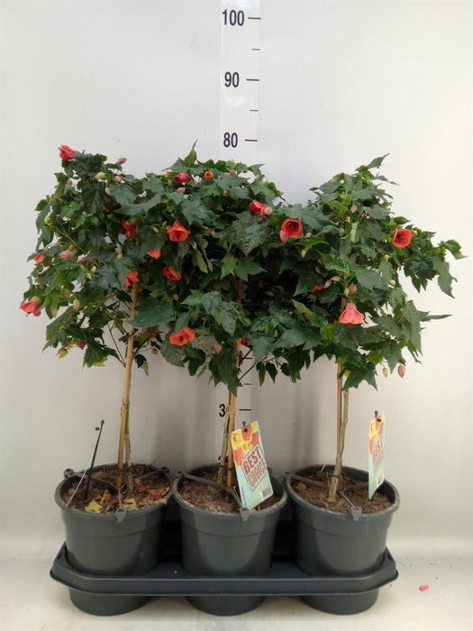 <h4>Abutilon   ...</h4>