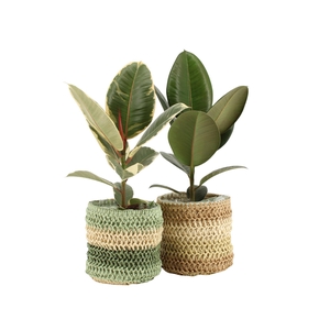 7501510: Solutionss Consideration Ficus elastica Mix