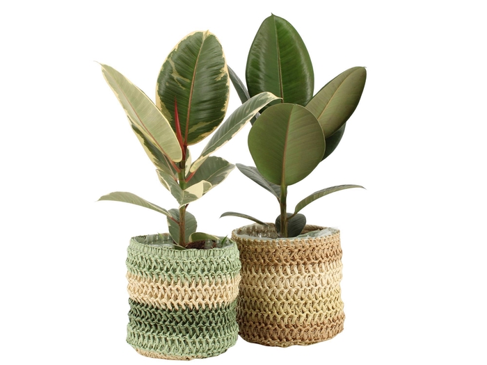 <h4>7501510: Solutionss Consideration Ficus elastica Mix</h4>