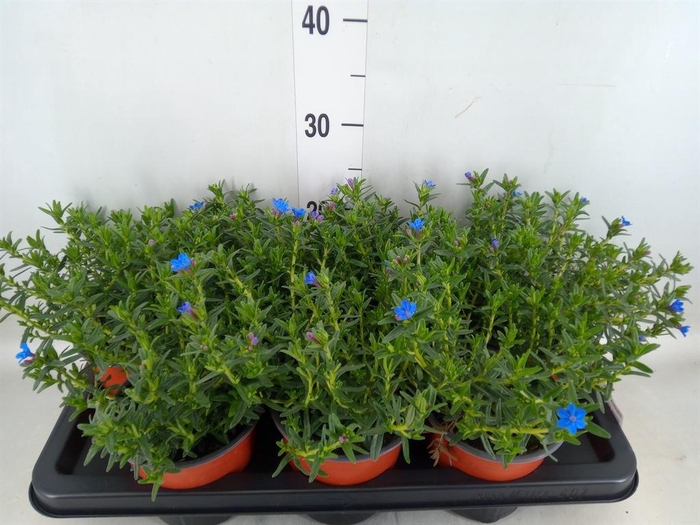 <h4>Glandora diffusa</h4>