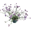 Verbena bonariensis