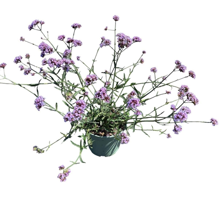 Verbena bonariensis