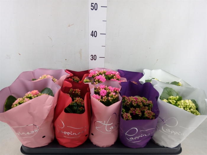 <h4>Kalanchoe blos.   ..rosebud rs fl 5</h4>