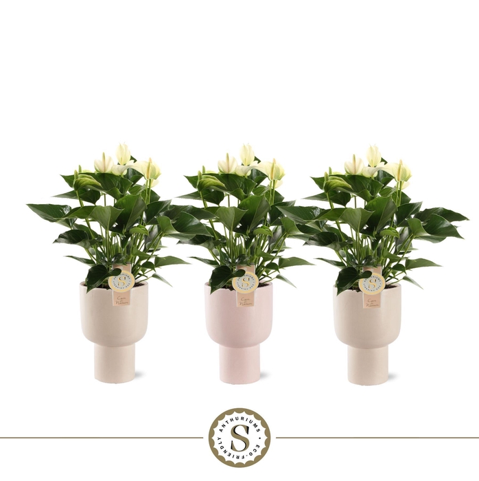 <h4>Roma Keramiek White</h4>