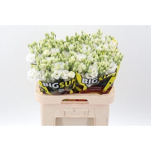 Eus G Alissa Pur Whi