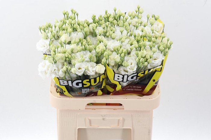 <h4>Eus G Alissa Pur Whi</h4>