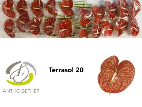 <h4>Anth A Terrasol 9 cm X20 Wijnen</h4>