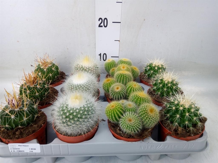 <h4>Cactus   ...mix  4</h4>