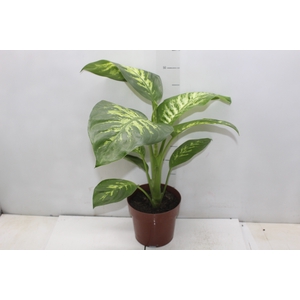 DIEF. TROPIC SNOW P17
