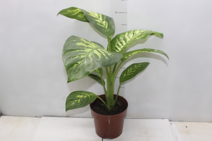 <h4>DIEF. TROPIC SNOW P17</h4>
