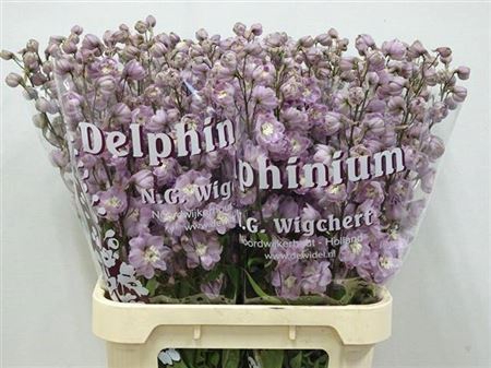 <h4>Delph Du Dew Flaming</h4>