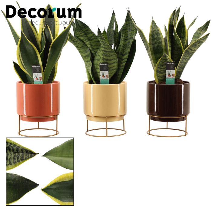 <h4>Sansevieria Super mix 14 cm in Emma (Nature Love-collection)</h4>