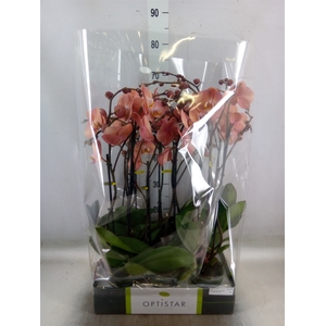 Phalaenopsis   ...orange