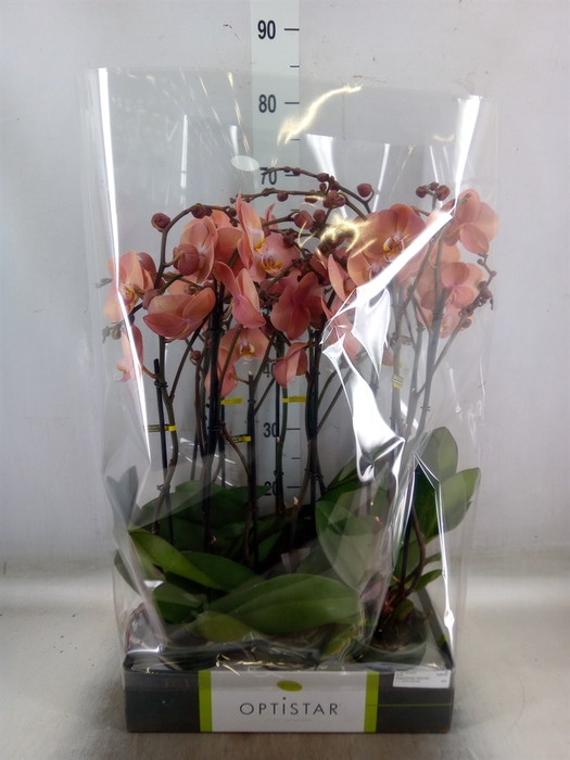 <h4>Phalaenopsis   ...orange</h4>
